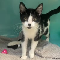 FREYA, chatte à adopter