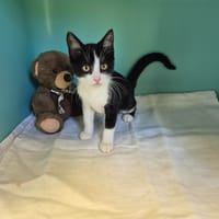 ANOIX, chat à adopter