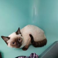 CREAMY, chatte à adopter