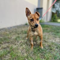 GUG, chien à adopter
