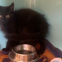 BATMAN, chat à adopter