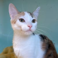 Pamplemousse [Chaton], chatte à adopter