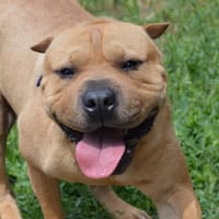 CLASH CHAO, chien à adopter