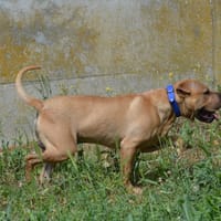 CLASH CHAO, chien à adopter