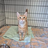 VANILLE, chatte à adopter