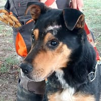 ADDOCK, chien à adopter