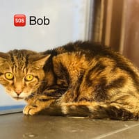 Bob, chat à adopter