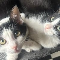Améthyste pab27727 en duo avec Alaska PAB27726, chatte à adopter