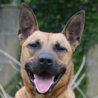 SAHARA CHAO, chien à adopter