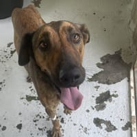 MINOU, chien à adopter