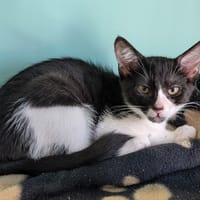 Altai [Chaton], chat à adopter