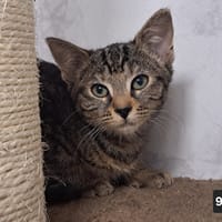 wapi, chatte à adopter