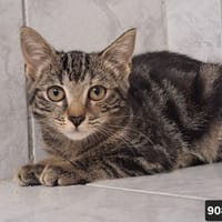 vitami, chatte à adopter