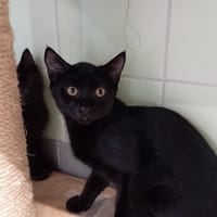 NOLAN, chat à adopter