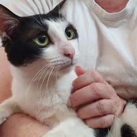BOONE, chat à adopter