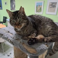 AMON, chat à adopter