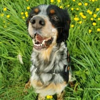 Tina, chienne à adopter