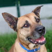 YOUGUY, chien à adopter