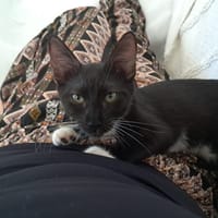 HUGGY-WUGGY, chat à adopter