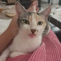 NOVA, chatte à adopter