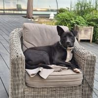 TILOUP, chien à adopter