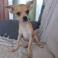 GORDON, chien à adopter
