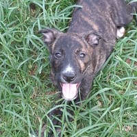 QUERIDA, chienne à adopter