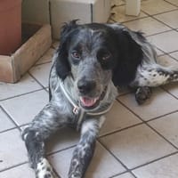 Lillo, cane da adottare