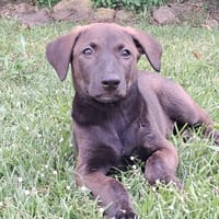PEPSIE,, chienne à adopter
