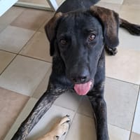 EASTER chiot Berger Créole mâle, chien à adopter