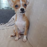 FLASH, chiot mâle type chihuahua (non LOF), chien à adopter