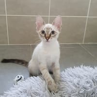 DIEGO, chat à adopter