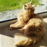 Pavarotti, chat à adopter