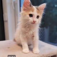 Isis, chatte à adopter
