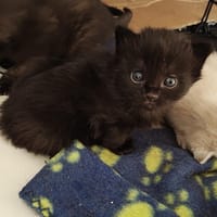 Réglisse, chat à adopter