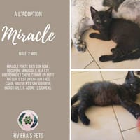 Miracle, chat à adopter