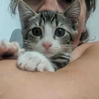 alice, chatte à adopter