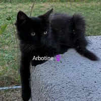 ARBOTINE, chatte à adopter