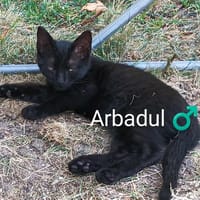 ARBADUL  A RESERVER, chat à adopter