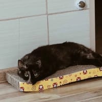 Szarlotka, kotka do adopcji