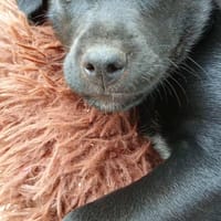 Elly, chienne à adopter