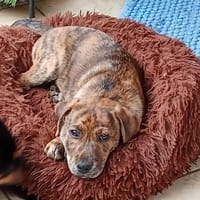 Ellioth, chien à adopter