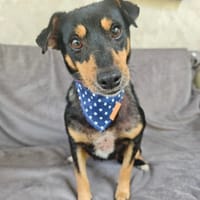 Sockette, chienne à adopter
