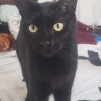 MINA, chatte à adopter