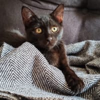 PEPE, chat à adopter