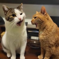 Ibiszek, kot do adopcji