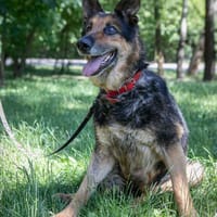 Baltazar, pies do adopcji