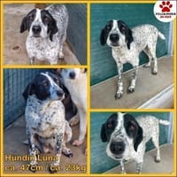 liebe Luna sucht eine Familie, Hündin zur Adoption