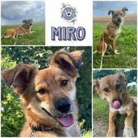 MIRO * freundlich und lebensfroh, Hund zur Adoption