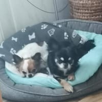 🌸Luna 7 J und Bella 9 Jahre🌸Gemeinsa, Hündin zur Adoption